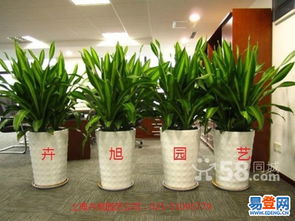 綠意盎然，優(yōu)雅隨行 普陀武寧路易登網(wǎng)花卉租賃服務(wù)，為空間注入自然活力